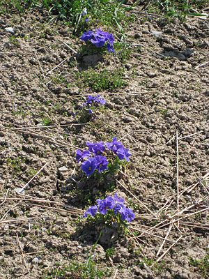 pansy unmulched